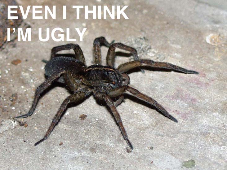UGLY-SPIDER