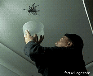 Come catturare un ragno
